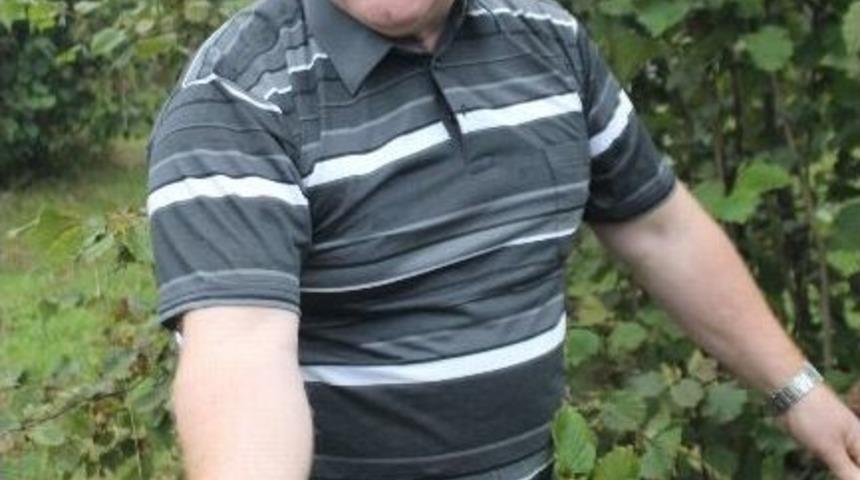 Milletvekili Şener, Fındık Hasatında