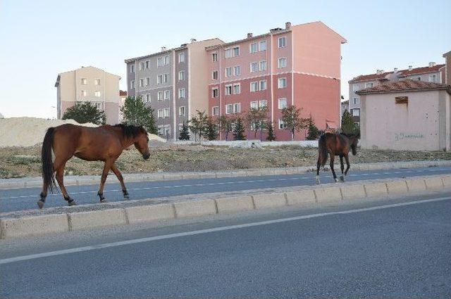 Başıboş Atlar Tehlike Yaratıyor 1