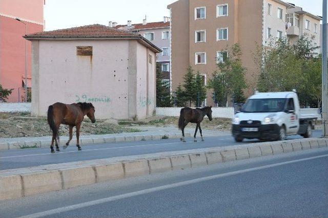 Başıboş Atlar Tehlike Yaratıyor 2