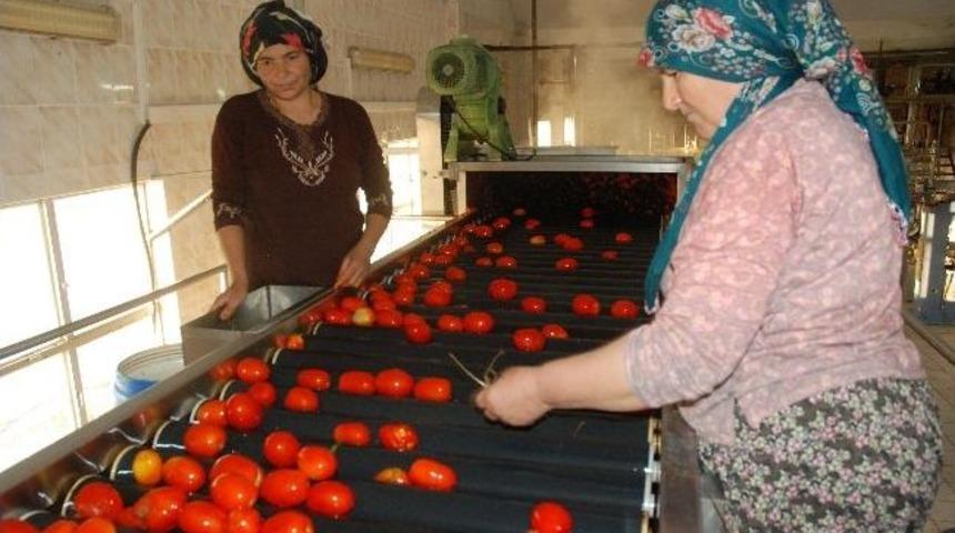 Vatandaşlar Sal&ccedil;ayı Tadına Bakarak Alıyor