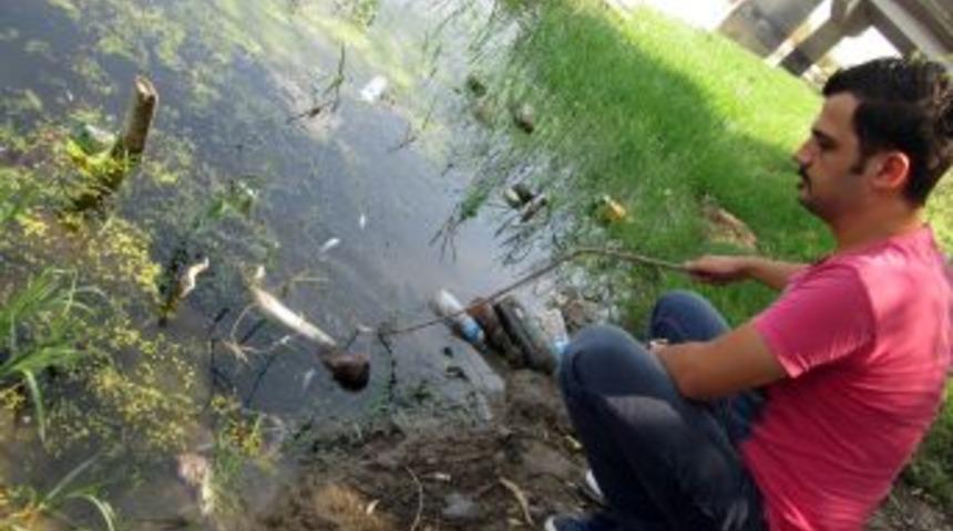 Karacabey'de balık katliamı