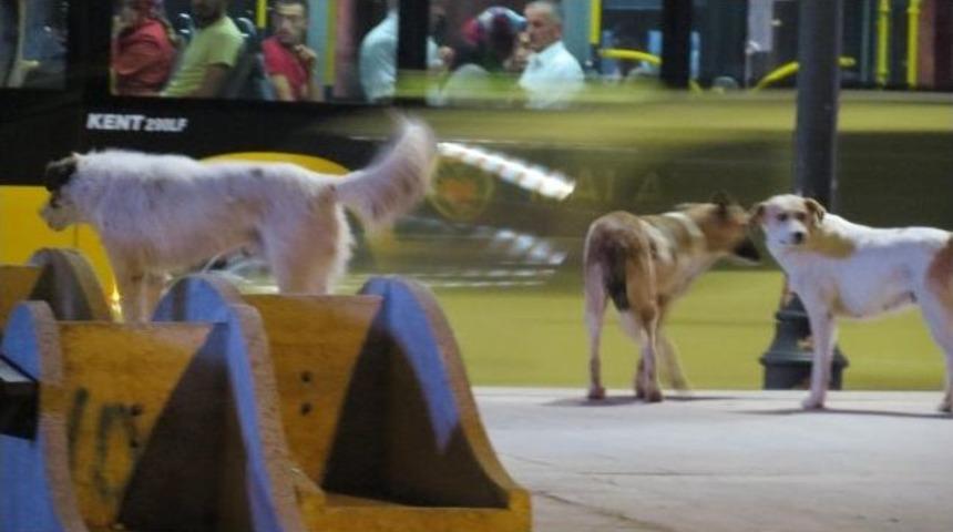 Başı Boş K&ouml;pekler Şehir Merkezini Mesken Tuttu