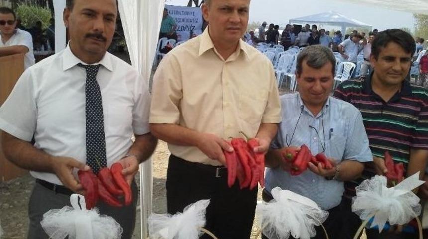 Karaisalı'nın Yeni Biberi G&ouml;r&uuml;c&uuml;ye &Ccedil;ıktı