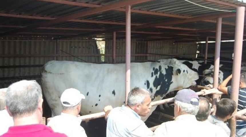 1240 Kg&rsquo;lık Sinan Boğa Kesildi