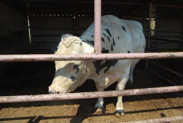 1240 Kg’lık Sinan Boğa Kesildi