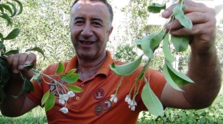 Eyl&uuml;lde &Ccedil;i&ccedil;ek A&ccedil;an Armut Ağacı Şaşırttı