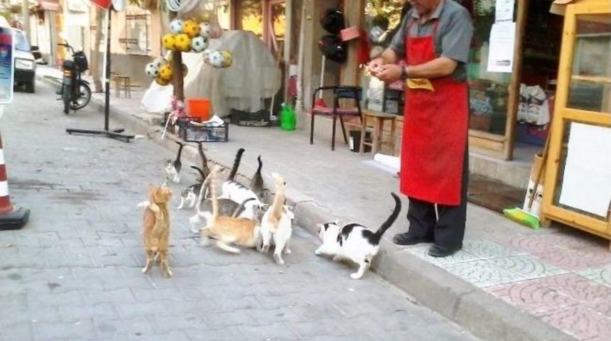 Hisarcıklı Esnaf Onlarca Kediyi Besliyor