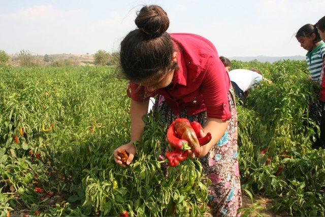 Karaisalı Biberi Tescilleniyor