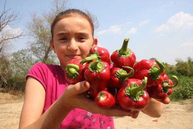 Karaisalı Biberi Tescilleniyor