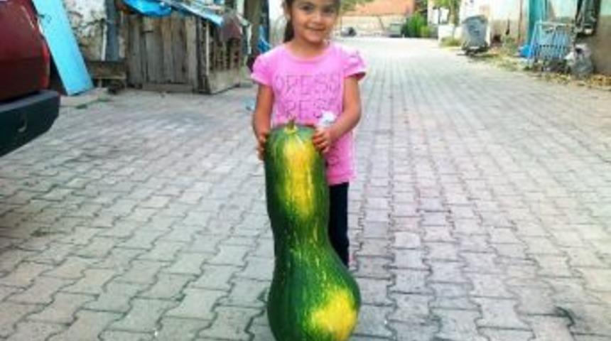 1 Metre Boyunda Bal Kabağı