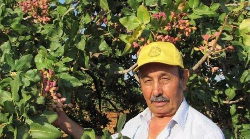 G&uuml;neş: &ldquo;araban&rsquo;da Antepfıstığının Kalitesi Y&uuml;ksek, Rekoltesi D&uuml;ş&uuml;k&rdquo;