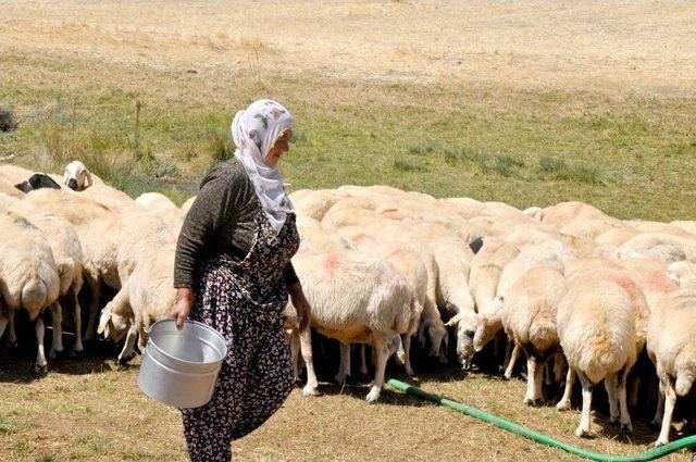 Kadın Çoban İzmir Koyun Keçi Panayırı’na Katılacak