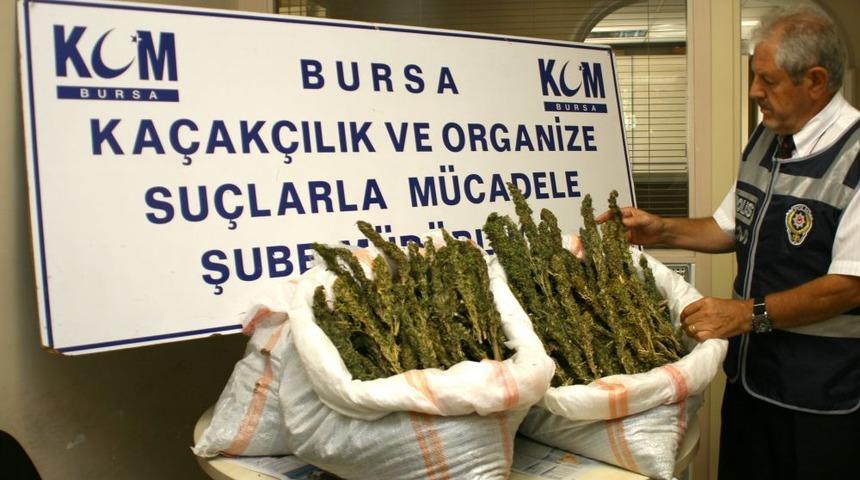 Kurumasın Diye Esrarları Taze Fasulyelerin I&ccedil;inde Saklamış
