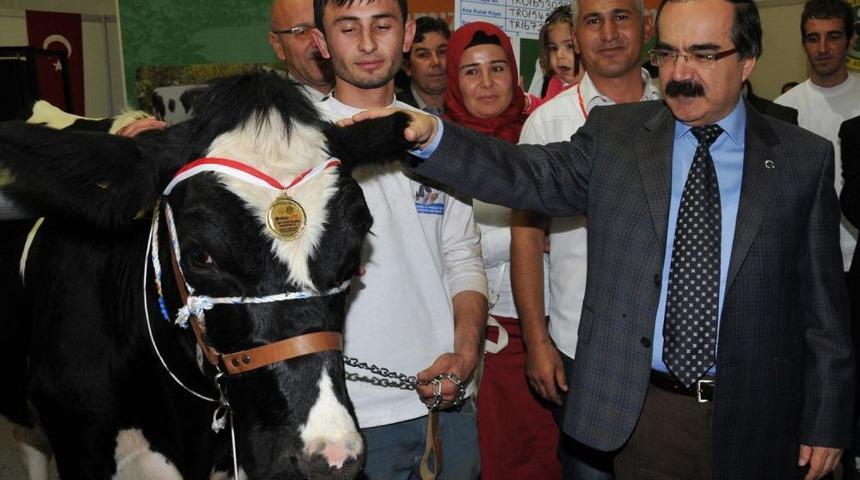 Adana'da S&uuml;t &Uuml;retimi Y&uuml;zde 50 Arttı