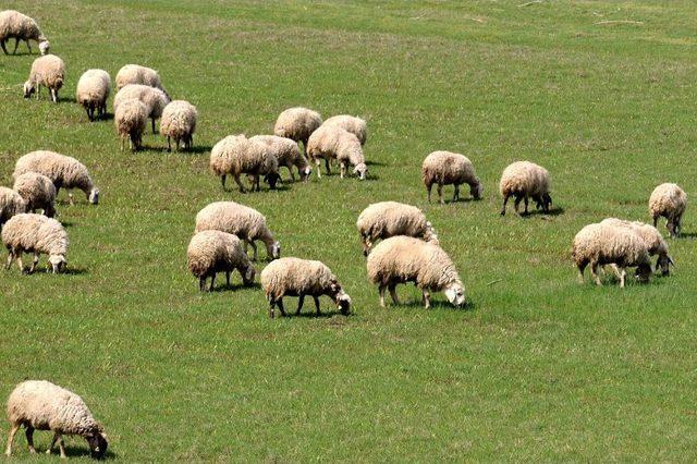 Adana da S&uuml;t &Uuml;retimi Y&uuml;zde 50 Arttı 1