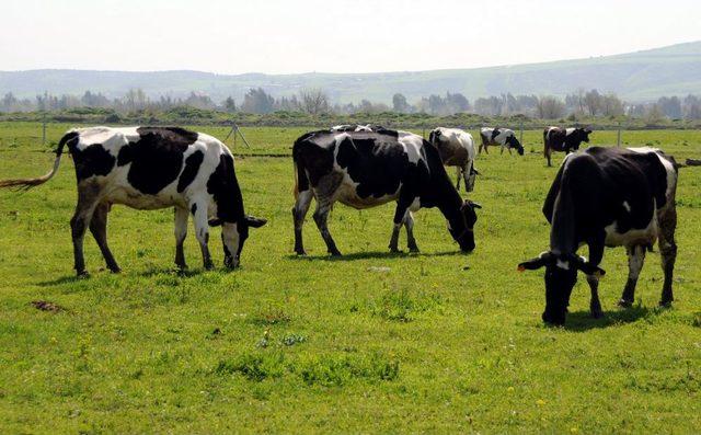 Adana da S&uuml;t &Uuml;retimi Y&uuml;zde 50 Arttı 2