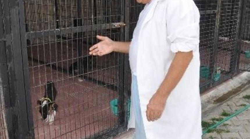 Kiracıoğlu: &ldquo;sokak Hayvanları İle Barışık Olalım&rdquo;