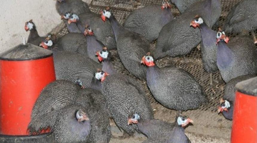 Keneye Karşı Be&ccedil; Tavuğu