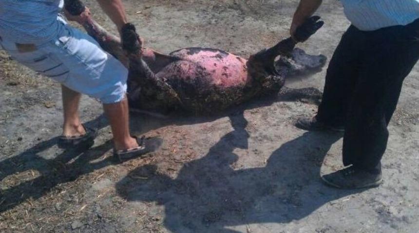 Buzağıyı Alevlerin Arasından Aldılar