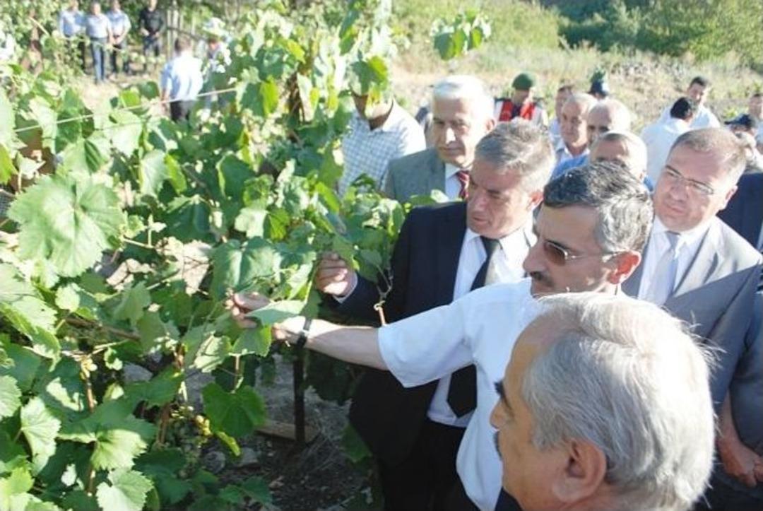 Tosya&rsquo;da Bağbozumu Ve Tarla G&uuml;n&uuml; Etkinlikleriyle &Uuml;z&uuml;m Hasadı Başladı