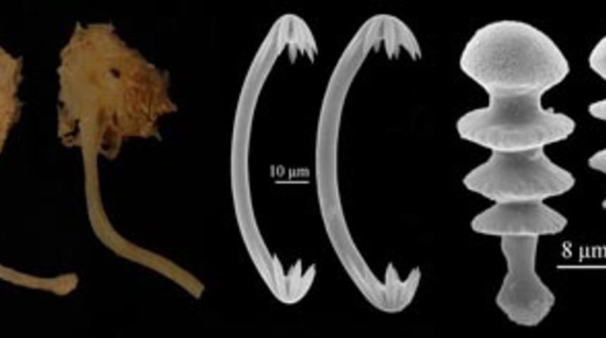 Yeni t&uuml;rlerde Top 10