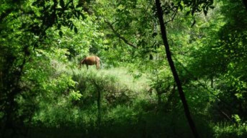&Ccedil;&ouml;z&uuml;m S&uuml;reciyle Saklı Cennetler Ortaya &Ccedil;ıktı