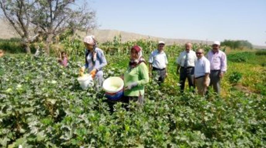 Kırıkkale&rsquo;de Ilk Defa Sertifikalı &Ccedil;eltik &Uuml;retildi
