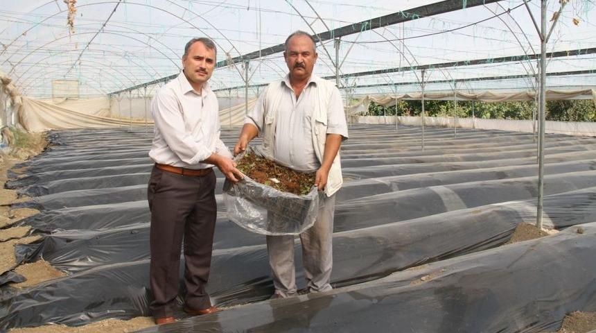 Hatay'da 14 &Ccedil;ift&ccedil;iye 120 Bin &Ccedil;ilek Fidesi Dağıtıldı