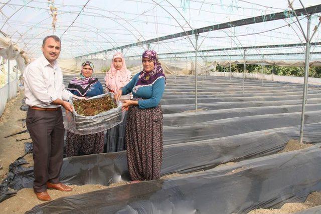 Hatay da 14 Çiftçiye 120 Bin Çilek Fidesi Dağıtıldı 1