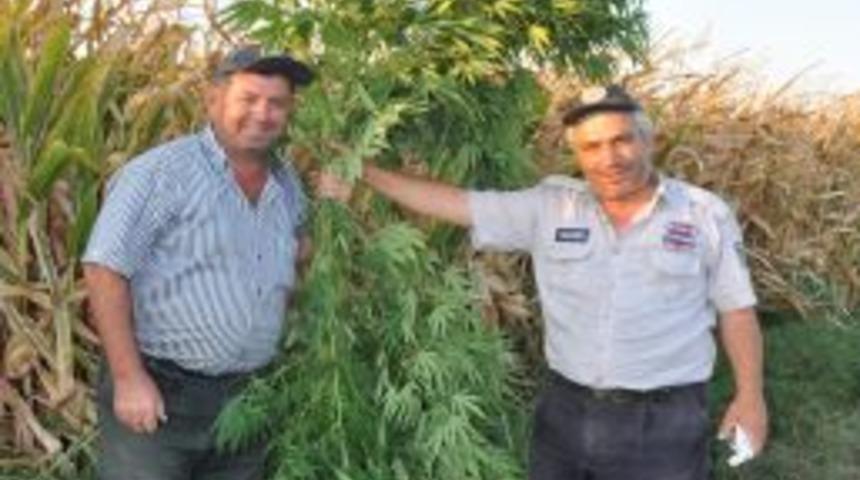 Ko&ccedil;arlı&rsquo;da Bir Ayda 6 Milyon Liralık Hint Keneviri Ele Ge&ccedil;irildi