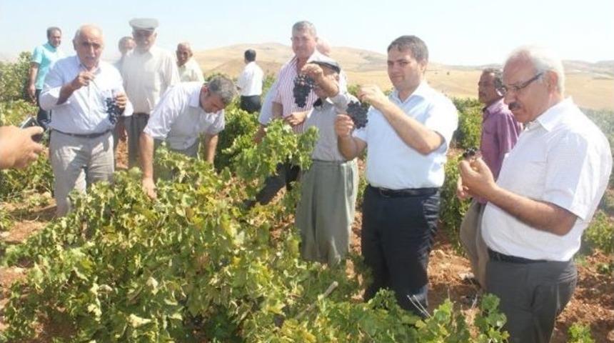 Kahta&rsquo;da Bağcılık