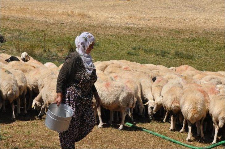 Yapan Türk Çoban