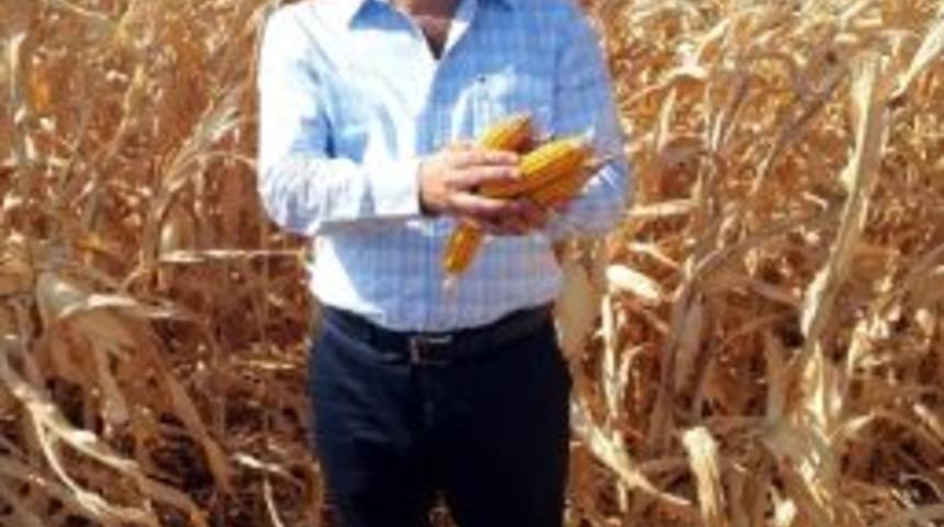 Diyarbakır&rsquo;da Mısır Hasadı Başladı