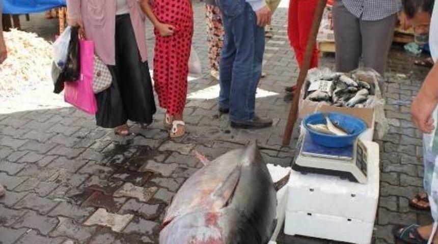 90 Kiloluk Orkinos İlgi &Ccedil;ekti