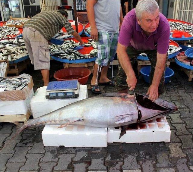 90 Kiloluk Orkinos İlgi Çekti