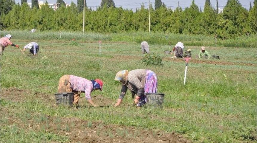 Fidanlıkta Kış Seferberliği