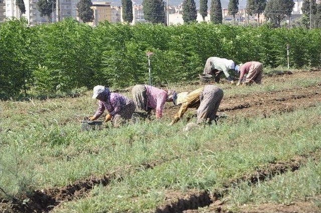 Fidanlıkta Kış Seferberliği