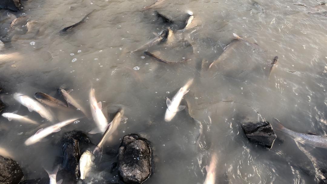  Balık tutmaya gittiler, g&ouml;rd&uuml;kleri manzara karşısında dehşete d&uuml;şt&uuml;ler