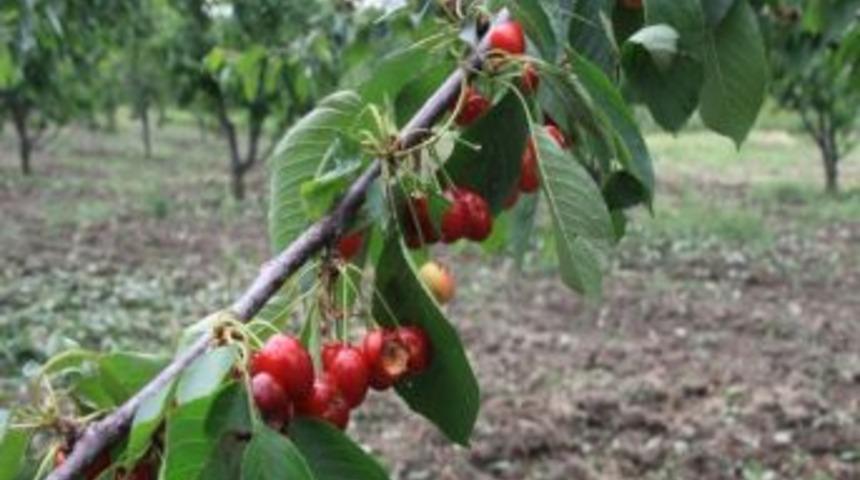Sahte Beyanda Bulunan &Ccedil;ift&ccedil;ilerden Destek Paraları Geri Alınıyor