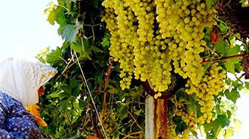 13 kiloluk &uuml;z&uuml;m salkımı g&ouml;renleri şaşırttı