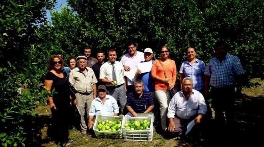 Dalamlı Limon &Uuml;reticisine Hasat &Ouml;ncesi Uyarı