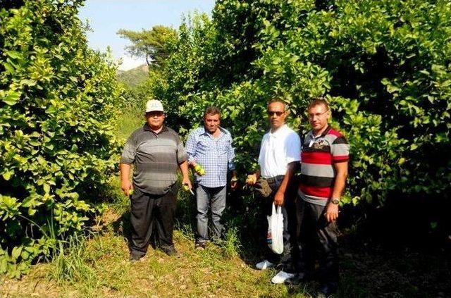 Dalamlı Limon &Uuml;reticisine Hasat &Ouml;ncesi Uyarı 1