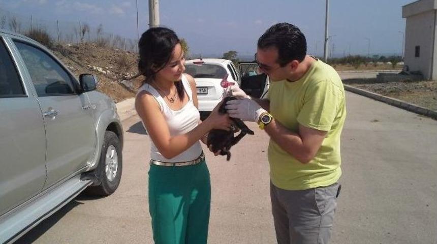 Osmaniye'de K&ouml;pek Kurtarma Operasyonu