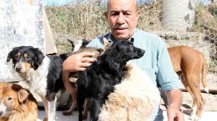 Evinde 100 hayvana bakan emekli, yardım bekliyor
