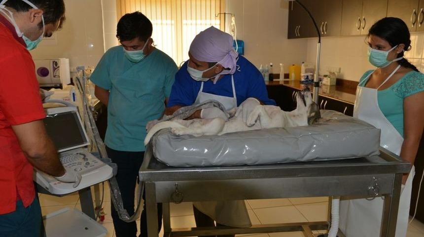 Konyaaltı'nda Sokak Hayvanları Kısırlaştırılıyor
