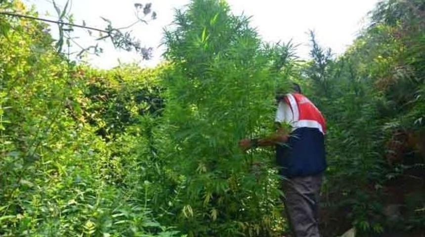 Jandarmadan Ka&ccedil;ak Sigara Ve Uyuşturucu Operasyonu
