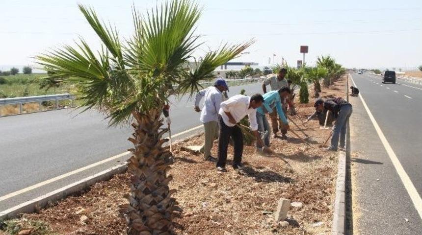 Şanlıurfa-mardin Yolu Ağa&ccedil;landırıldı