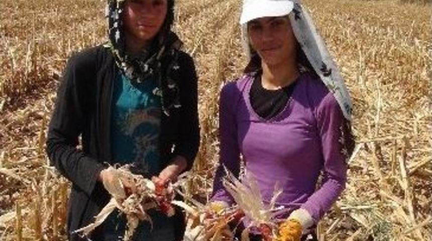 (&ouml;zel Haber) Batmanlı Kadınlar Kışlık Yakacakları İ&ccedil;in Mısır Sapı Topluyor