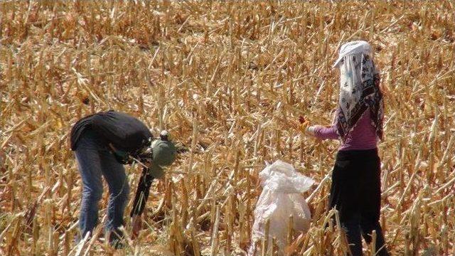 (&ouml;zel Haber) Batmanlı Kadınlar Kışlık Yakacakları İ&ccedil;in Mısır Sapı Topluyor 1