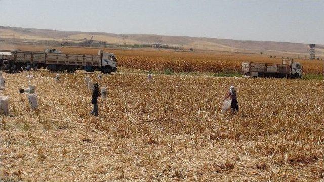 (&ouml;zel Haber) Batmanlı Kadınlar Kışlık Yakacakları İ&ccedil;in Mısır Sapı Topluyor 2